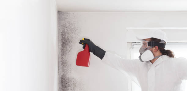 Best Crawl Space Mold Removal  in Clifton Gardens, NY