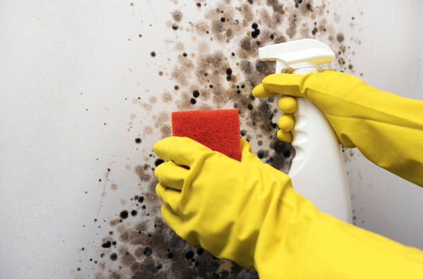 Best Mold Removal Process  in Clifton Gardens, NY