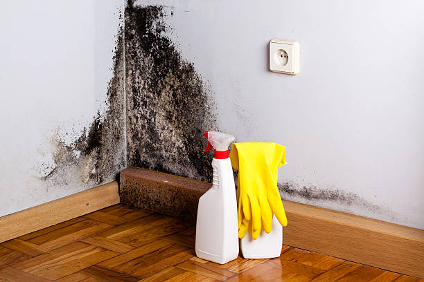 Best Black Mold Removal  in Clifton Gardens, NY