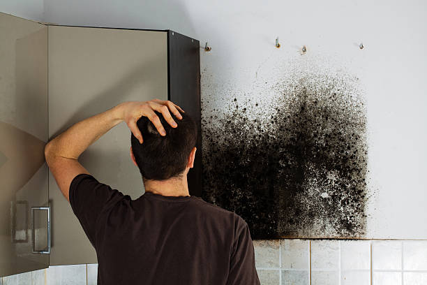 Best Residential Mold Removal  in Clifton Gardens, NY