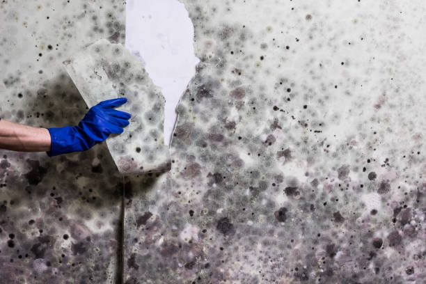 Best Mold Cleaning Services  in Clifton Gardens, NY